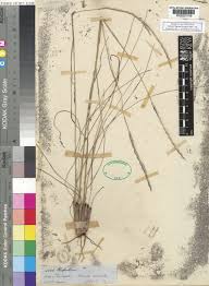 Image result for Elionurus