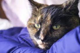 Chat w/ cat veterinarians online 24/7. Feline Geriatric Vestibular Syndrome Lovetoknow