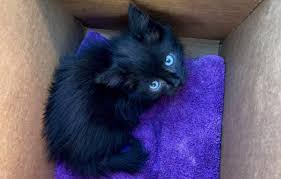 By adopting a pet from the sacramento spca, you're creating a happy, new beginning for a deserving animal — and we'd like to hear your success story! Phs Spca Rescued Kitten Available For Adoption Climate Online