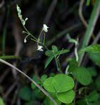 Image result for Grona stolzii