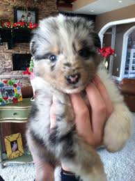 Search through thousands of dogs for sale and puppies for sale adverts near me in the usa and europe at animalssale.com. Blue Merle Sheltie Puppies For Sale In Wv