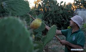 Prickly pear cactus propagation from cuttings. Palestinian Farmers Harvest Prickly Pears In N Gaza Strip Town Of Jabalia Global Times