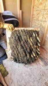 ⚠️FULL VIDEO⚠️ 50k bees under their shed floor! , #bees #savethebees #bugs  #animals #nature #construction