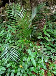 Image result for Chamaedorea radicalis