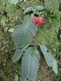 Image result for Streptocarpus myoporoides