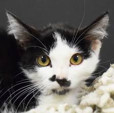 This Cutie Needs A Home Domestic Medium Hair Tuxedo Mixed Medium Coat In Huntley Il Cat Pets Pet Adoption Petsnear Pet Adoption Pets Dog Adoption