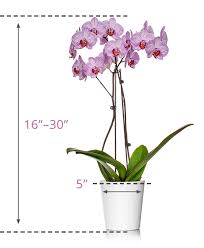 Classic Orchid Size Guide Gardening
