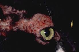Feline miliary dermatitis is sometimes called feline eczema or scabby cat disease. feline, of course, means cat. Skin Allergic Disease Overview In Cats Vetlexicon Felis From Vetstream Definitive Veterinary Intelligence