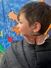 What type of moth is this