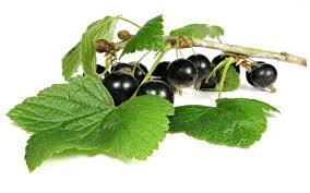 Feuille De Cassis Quelles Sont Ses Vertus Plante Medicinale Remedes Naturels Plantes Comestibles