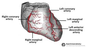 Arteries and veins of the human body. Vasculature Of The Heart Teachmeanatomy