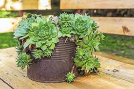 Three easy natural christmas decoration ideas. Creative Containers For Succulents Using Interesting Containers For Succulent Gardens