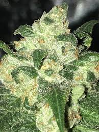 Best led grow light for a small grow room. 2x4 Led Lighting Recommendation Thcfarmer Cannabis Cultivation Network