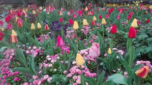 In der heutigen form gibt es die tulpenblüte auf der mainau seit den. Karlsruher Klassiker Seit 300 Jahren Im Botanischen Garten Bluhen Die Tulpen