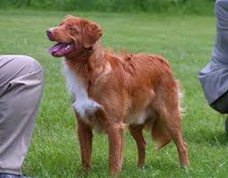 Adopt a purebred nova scotia duck tolling retriever puppy today! Nopper S Home Page