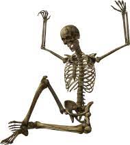 Skeleton Png Image Skelety Png Image With Transparent Background Png Free Png Images Png Images Best Background Images Skeleton