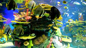 This video features beautiful coral reef fish and relaxing music that is ideal for sleep, study and meditatio. Beautiful Coral Reef Fish Hd Amazon De Apps Spiele