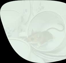 Zet in een willekeurige tuin een aantal muizenvallen en je vangt geheid een aantal muizen. Muizen In Huis De Beste Tips Van Experts Ongedierte Bestrijding