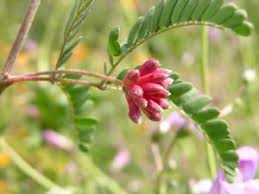 Image result for Calliandra