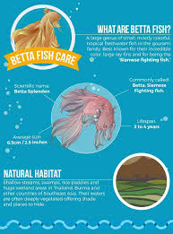 Betta Fish Care