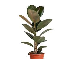 Image de Ficus robusta plant