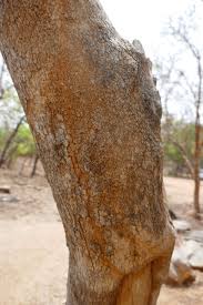 Image result for Crossopteryx