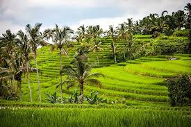 The profession of farming began around 12 originally referred to as old farmer's day, national farmers day was cultivated to celebrate the. Reflection Of Indonesia S National Farmer S Day Modern Diplomacy