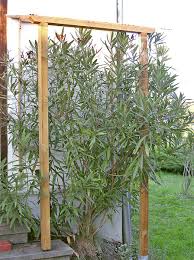 Auch der richtige zeitpunkt ist entscheidend. Oleander Uberwintern Oleander Haus