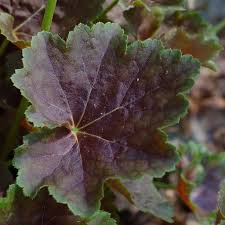 Image result for heuchera americana