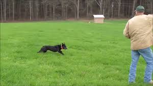 Katy is trained to voice and whistle. Move Over Boys We Got Work To Do Betty The Hanging Tree Cow Dog Youtube