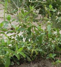 Image result for Duosperma quadrangulare