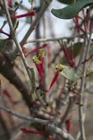 Image result for Tapinanthus oleifolius