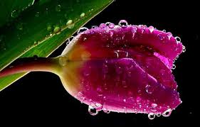 This free stock photo is also about: Water Drops Flowers Nature Background Wallpapers On Desktop Nexus Image 891527