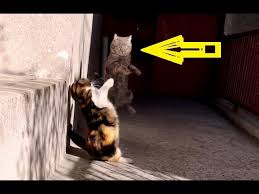 Tacizci Kedi Isbasinda Kedi Evcil Hayvanlar Youtube
