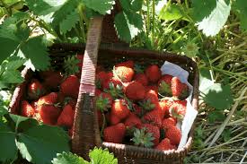 Here are gardening tips to help strawberries blossom & how to get strawberries to produce i replanted the strawberry plants after the work was done, but our strawberries did not recover and start producing blossoms and thus berries as. 16 Points To Help You Grow Enjoy Strawberries All Year Tending My Garden