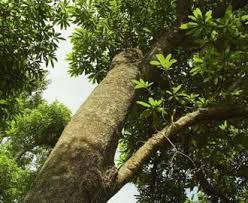 Image result for Rauvolfia afra