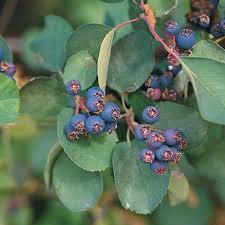 Image result for Amelanchier alnifolia
