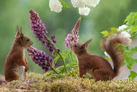 Red Squirrels Standing With Lupines Photograph by Geert Weggen | Pixels