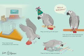 5 fast facts about the african grey parrot african grey african grey parrot african