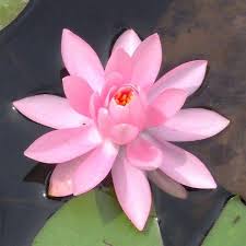 Pin On Flowers