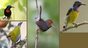 We did not find results for: 7 Jenis Burung Kecil Bersuara Merdu Beserta Gambarnya