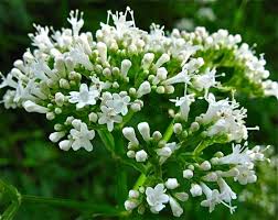 Image result for Valeriana