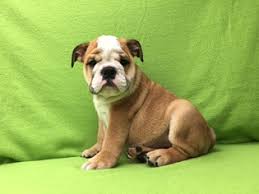 Check spelling or type a new query. Puppies For Sale Gainesville Fl Petswall