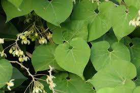 Image result for Pergularia daemia