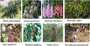 Image result for Raphia gentiliana