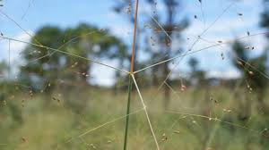 Image result for Panicum kalaharense