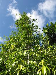 Image result for Gnetum