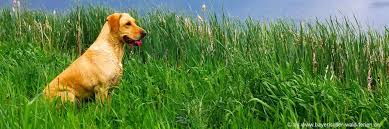Die erlaubte gartennutzung auf einem eingezäunten grundstück ist ideal für den urlaub mit hund. Bayerischer Wald Ferienhaus Eingezaunt Urlaub Mit Hund Ferienwohnung Unterkunft