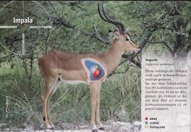 Share template on twitter share template on facebook. Impala Jagd Und Gastefarm Ondombo Namibia Afrika