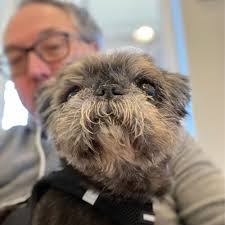 THE BEST 10 PET CREMATION SERVICES near ORANGEBURG, SC